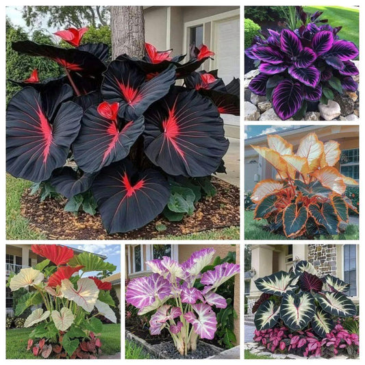 Premium Black Caladium Plant – Exotic Red Vein Indoor & Outdoor Ornamental Plant (cash on delivery available)