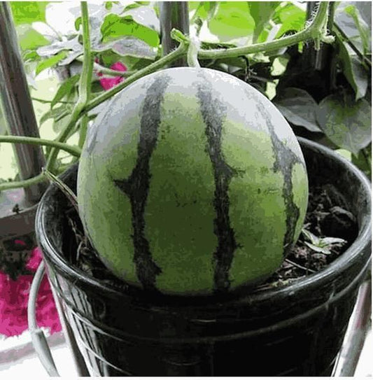 Potted small watermelon plant Seeds grow Fresh Watermelons in a Pot (cash on delivery available)