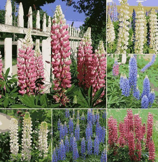 Premium Lupine Flower Seeds – Vibrant Rainbow Garden Blooms (cash on delivery available)