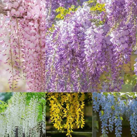The Garden’s Cascading Beauty All Year Round (cash on delivery available)