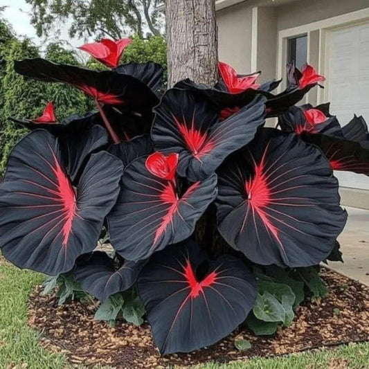Premium Black Caladium Plant – Exotic Red Vein Indoor & Outdoor Ornamental Plant (cash on delivery available)