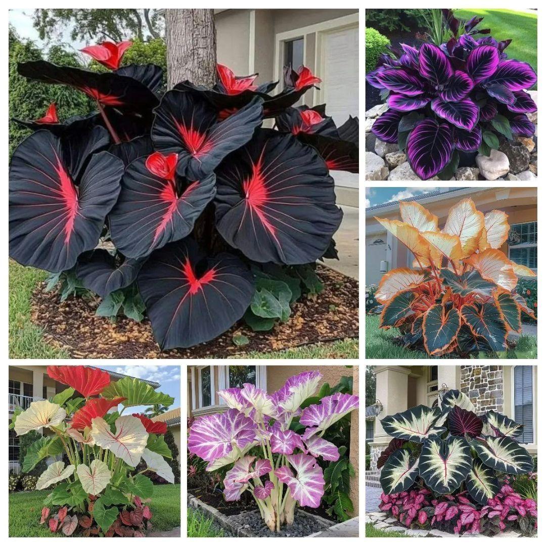Premium Black Caladium Plant – Exotic Red Vein Indoor & Outdoor Ornamental Plant (cash on delivery available)