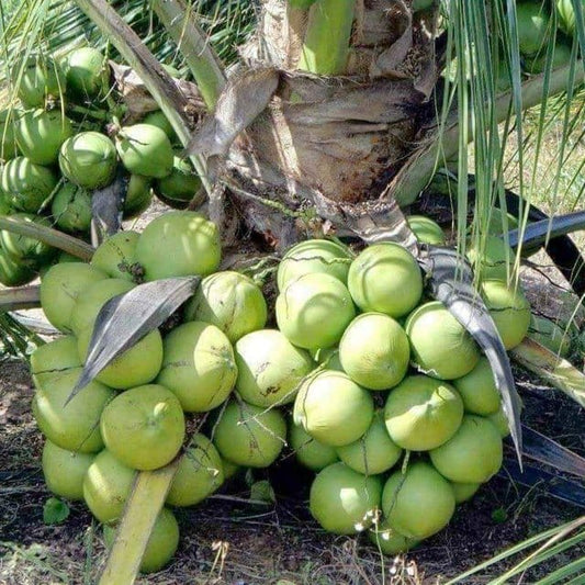 Vietnam  mini Coconut Plant – High-Yield Green Coconut Variety (cash on delivery available)