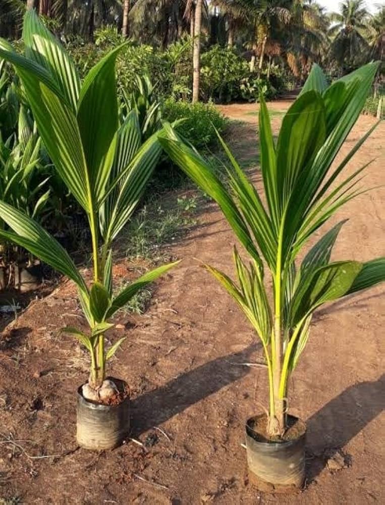 Vietnam  mini Coconut Plant – High-Yield Green Coconut Variety (cash on delivery available)