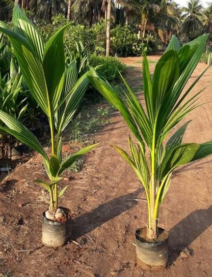 Vietnam  mini Coconut Plant – High-Yield Green Coconut Variety (cash on delivery available)