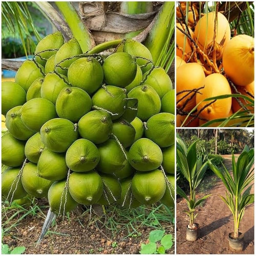 Vietnam  mini Coconut Plant – High-Yield Green Coconut Variety (cash on delivery available)