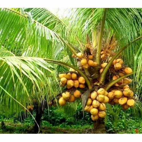Vietnam  mini Coconut Plant – High-Yield Green Coconut Variety (cash on delivery available)