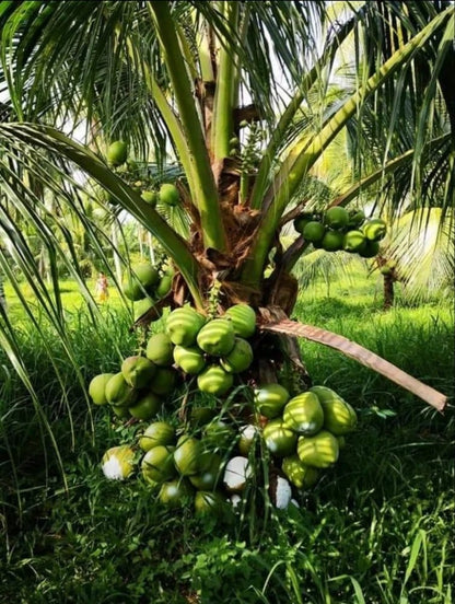 Vietnam  mini Coconut Plant – High-Yield Green Coconut Variety (cash on delivery available)