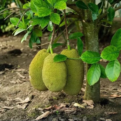 Mini Jackfruit Plant – High-Yield Sweet Fruit Tree (cash on delivery available)