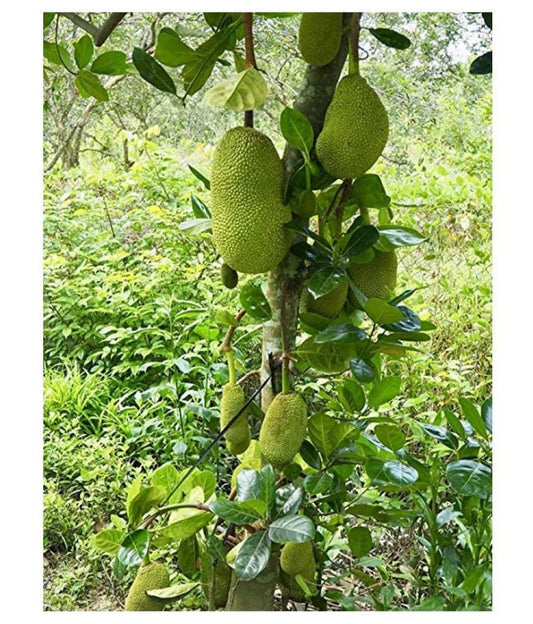 Mini Jackfruit Plant – High-Yield Sweet Fruit Tree (cash on delivery available)