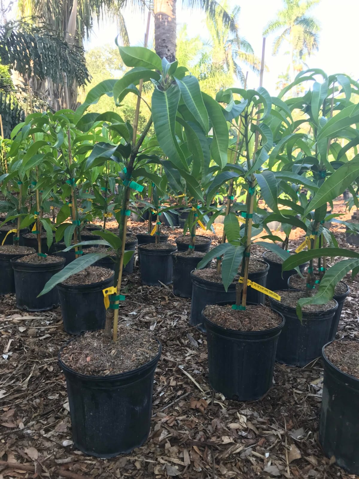 Mini Mango Plant – Sweet & High-Yield Fruit Tree (cash on delivery available)