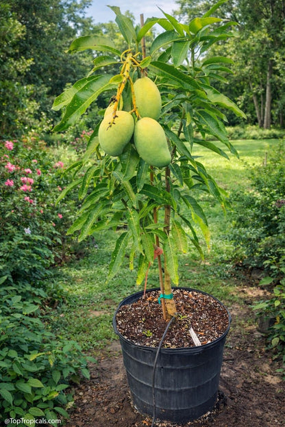 Mini Mango Plant – Sweet & High-Yield Fruit Tree (cash on delivery available)