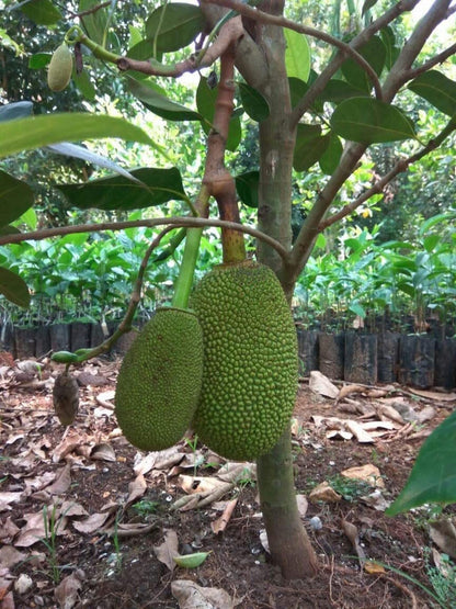 Mini Jackfruit Plant – High-Yield Sweet Fruit Tree (cash on delivery available)