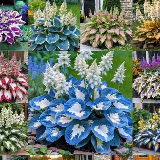 Premium Hosta Plant – Colorful Ornamental Foliage for Home & Garden (cash on delivery available)