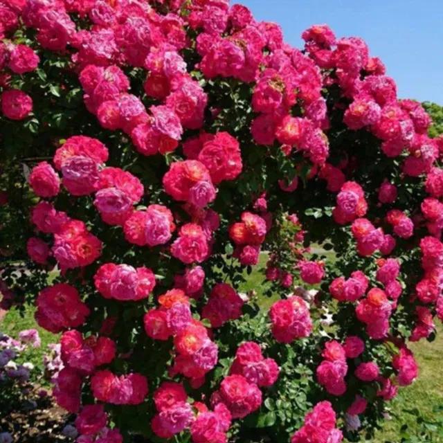 Climbing Rose Plant – Live Flowering Vine for Walls & Gardens (cash on delivery available)