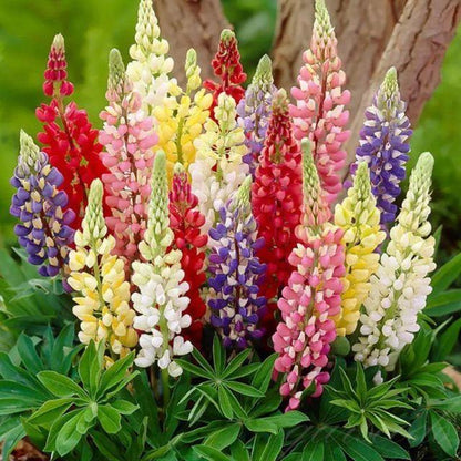 Premium Lupine Flower Seeds – Vibrant Rainbow Garden Blooms (cash on delivery available)