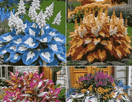 Premium Hosta Plant – Colorful Ornamental Foliage for Home & Garden (cash on delivery available)