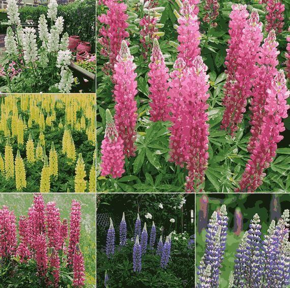 Premium Lupine Flower Seeds – Vibrant Rainbow Garden Blooms (cash on delivery available)