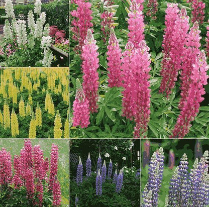 Premium Lupine Flower Seeds – Vibrant Rainbow Garden Blooms (cash on delivery available)