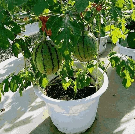 Potted small watermelon plant Seeds grow Fresh Watermelons in a Pot (cash on delivery available)