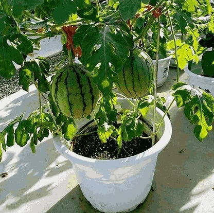 Potted small watermelon plant Seeds grow Fresh Watermelons in a Pot (cash on delivery available)