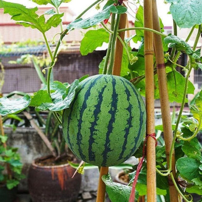 Potted small watermelon plant Seeds grow Fresh Watermelons in a Pot (cash on delivery available)