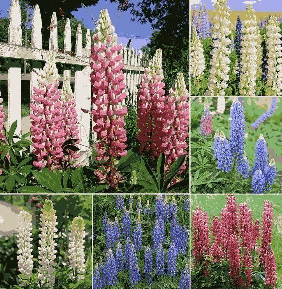 Premium Lupine Flower Seeds – Vibrant Rainbow Garden Blooms (cash on delivery available)
