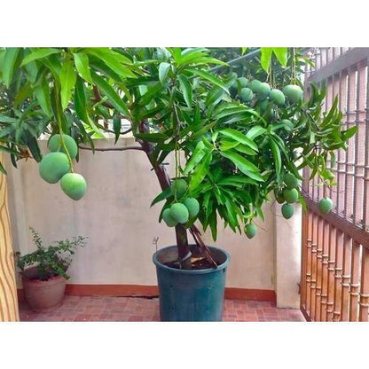 Mini Mango Plant – Sweet & High-Yield Fruit Tree (cash on delivery available)