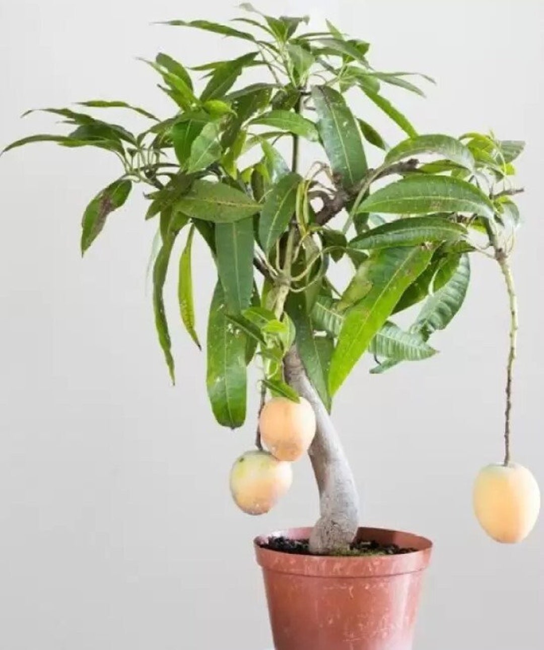 Mini Mango Plant – Sweet & High-Yield Fruit Tree (cash on delivery available)