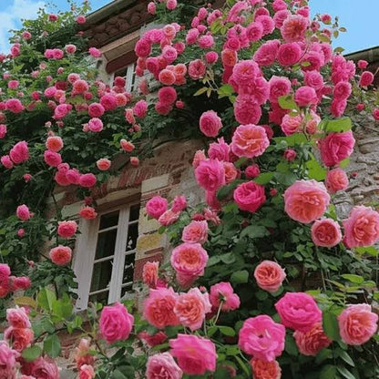 Climbing Rose Plant – Live Flowering Vine for Walls & Gardens (cash on delivery available)