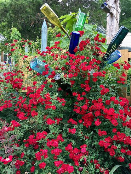 Climbing Rose Plant – Live Flowering Vine for Walls & Gardens (cash on delivery available)
